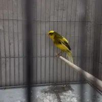 ۲جفت قناری و فنچ بنگالی