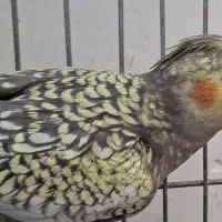 ۸ عدد عروس هلندی|پرنده|یزد, |دیوار