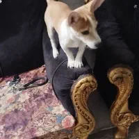 سگ نر شیواوا|سگ|دلیجان, |دیوار