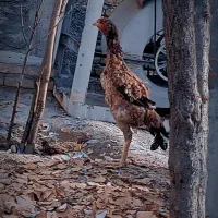 مرغ لاری اصیل