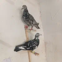 انگشتر کبوتری تور جدید درکلاته پیاز