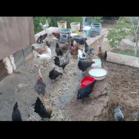 ۲۰ عدد مرغ محلی تخمگذار جوون