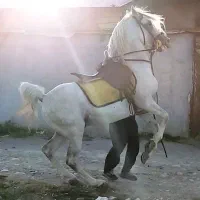 اسب نریان کرد ۶دنگ|اسب و تجهیزات اسبسواری|تهران, جیحون|دیوار