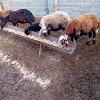 گوسفند بره دار و ابست