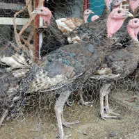 بوقلمون برنز بالغ تخم گذار
