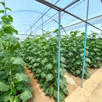 گلخانه فعال با اقامتگاه،امکانات کامل نزدیک پایتخت|فروش دفتر صنعتی، کشاورزی، تجاری|باغستان, |دیوار