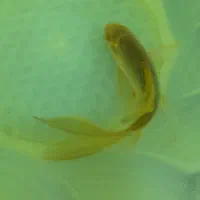 ماهی کوی|ماهی|اردبیل, |دیوار