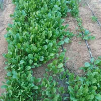 ترب|خوردنی و آشامیدنی|کاکی, |دیوار