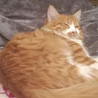 گربه خونگی|گربه|شیراز, خلیلی|دیوار