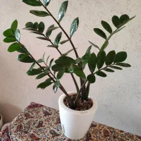 فروش انواع گلهای هیدروپونیک شده و خاکی|گل و گیاه طبیعی|نائین, |دیوار