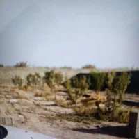 نهال گوجه سبز
