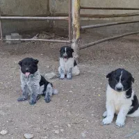 سگ لاس|سگ|پیر بکران, |دیوار