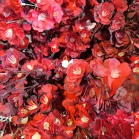 درختچه گل شکوفه مصنوعی|گل مصنوعی|مشهد, صیاد شیرازی|دیوار