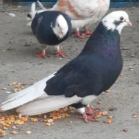 کفتر شازده،گرگی|پرنده|نوشین شهر, |دیوار