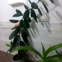 فروش گل فیکوس و سوسن با گلدان