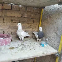 طوقی|پرنده|ورزنه, |دیوار