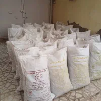 عناب ونهال عناب زرشک افین بزرگترین باغستان زرشک|عمده‌فروشی|تهران, بوستان شیان|دیوار