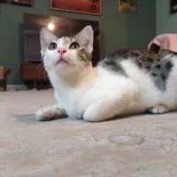 واگزاری گربه ماده شش ماهه عقیم و انگل تراپی شده|گربه|ساری, |دیوار