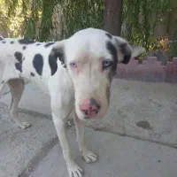 سگ گریت دین