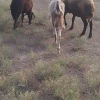 طوقلی گوسفند دوقولوزا