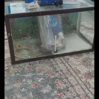 اکواریوم با کلیه لوازم