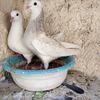 کبوتر پرشی تهرانی|پرنده|مسجد سلیمان, |دیوار