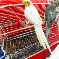 یک جفت مرغ عشق مولد بهمراه دوتا جوجه عروس هلندی|پرنده|نرماشیر, |دیوار