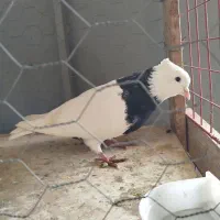 طوقی زرین سیاه نر