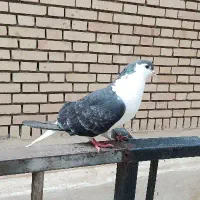 کبوتر.ساده.سفید