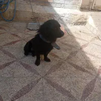 سگ پشمالو|سگ|دزفول, |دیوار