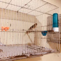 ماده آماده آماده و نر مست|پرنده|گرگان, |دیوار