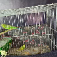 مرغ عشق با یه جوجه و چهارتا تخم|پرنده|اردبیل, |دیوار