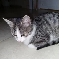 واگذاری رایگان گربه|گربه|چالوس, |دیوار