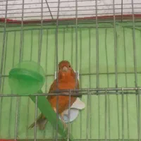 قناری نر شتری سرخ حلقه پا