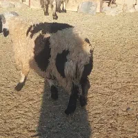 بره ریز|حیوانات مزرعه|مرودشت, پشت سایپا|دیوار