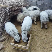 فروش تعدادی بره نر|حیوانات مزرعه|رابر, |دیوار