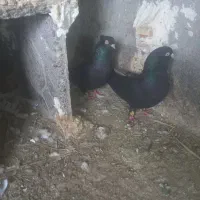 ۷عدد زاغ بازیکن برای فروش ادرس فهرج|پرنده|فهرج, |دیوار