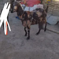 بز شیری اپست