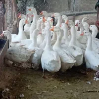 قوغاز لیندا و غاز کاکولی