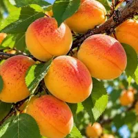 نهال های دوساله شناسنامه دار در نهالستان