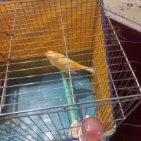 قناری با سهره و سهره قناری یا جوجه قناری و قیره