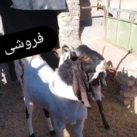 گوسفند نربز تخم سه قلو