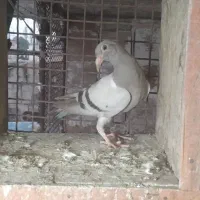 کبوتر جوجه مسافتی|پرنده|دلند, |دیوار
