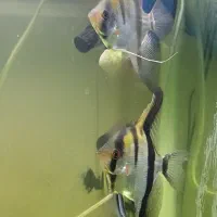 ماهی آنجل سه خط وارداتی بیگ سایز