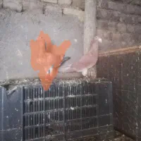 کبوتر گم شده