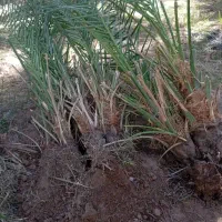 جونگ مضافتی خوب بفروش میرسد