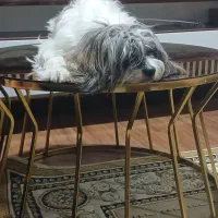 شیتزوکراس زیبا