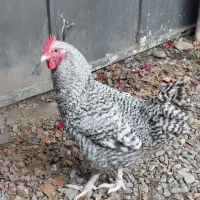 خروس9ماهه آمروک یا پیلموت راک