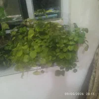 گل های زیبا  وسرحال