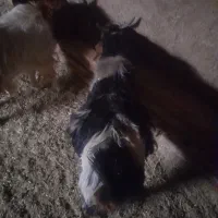 فروشی|حیوانات مزرعه|سرایان, |دیوار